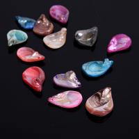 Dyed Shell Pendants, Freshwater Shell, DIY & no hole, Random Color, 30-35mmx17-25mm 