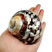 Shell Decoration, Ammolite Shell, polished 120mm 