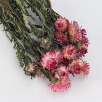 décoration de maison de fleur artificielle, Fleurs séchées, durable & DIY, plus de couleurs à choisir, 400mm Vendu par sac