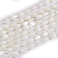 Natural Freshwater Shell Beads, polished, DIY cm 
