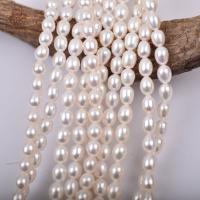 Rice Cultured Freshwater Pearl Beads, DIY, white, 7-8mm cm 