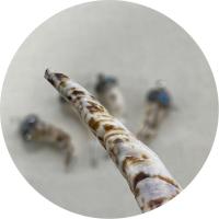 Pendentifs Shell strass, coquille, avec Turquoise bleu synthétique & argile & laiton, piment, Placage de couleur argentée, DIY, 16x52-80mm, Vendu par PC