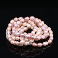 Perlen Armbänder, Natürliche kultivierte Süßwasserperlen, für Frau, keine, 7-8mm, ca. 18PCs/Strang, verkauft von Strang
