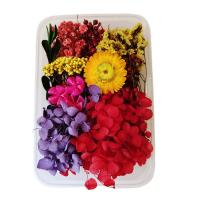 Fleurs séchées fleur de décoration, DIY, plus de couleurs à choisir, Vendu par boîte