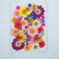Fleurs séchées fleur de décoration, DIY & styles différents pour le choix, plus de couleurs à choisir Vendu par sac