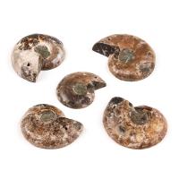 Natural Stone Fossils Specimen, Round, mixed colors, 30mm 
