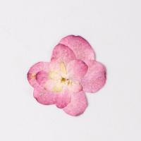 décoration de maison de fleur artificielle, Fleurs séchées, DIY, rose, 15-25mm Vendu par sac