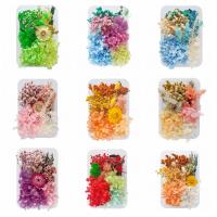 Fleurs séchées Flower Box préservé, DIY & styles différents pour le choix, plus de couleurs à choisir Vendu par boîte