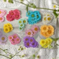 Fleurs séchées Fleurs séchées, DIY, plus de couleurs à choisir, 25-40mm Vendu par sac