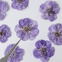 Fleurs séchées Fleurs séchées, Fleur de prunier, DIY, plus de couleurs à choisir, 25-30mm Vendu par sac