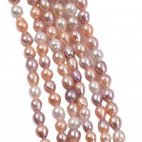 Perlas Cultivadas Nucleadas de Agua Dulce, Perlas cultivadas de agua dulce, Bricolaje, color mixto, 8-9mm, longitud:36-38 cm, Vendido por Sarta