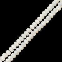 Perles en coquille naturel, abaque, DIY, blanc Environ 38 cm, Vendu par brin