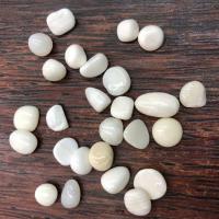 Perles en coquille naturel, aucun trou, blanc, 5x7- Vendu par sac