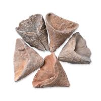 サンゴ化石 化石標本, 不規則, ミックスカラー, 25-40mm, 売り手 パソコン