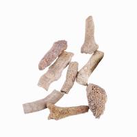 サンゴ化石 化石標本, 不規則, ミックスカラー, 20-40mm, 売り手 KG