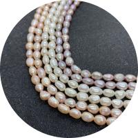 Rice Cultured Freshwater Pearl Beads, Ellipse, polished, DIY Approx 14.96 Inch 
