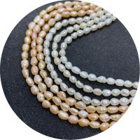 Rice Cultured Freshwater Pearl Beads, polished, DIY Approx 14.96 Inch 