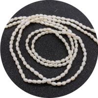 Rice Cultured Freshwater Pearl Beads, polished, DIY white Approx 14.96 Inch 