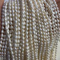 Rice Cultured Freshwater Pearl Beads, DIY, white, 5-6mm Approx 14-15 Inch 