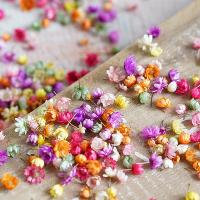 décoration de maison de fleur artificielle, Fleurs séchées, DIY, plus de couleurs à choisir, 6-10mm, Environ Vendu par sac