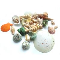 Décoration de la coquille, Naturel & envoyé au hasard & DIY, couleurs mélangées, Vendu par sac