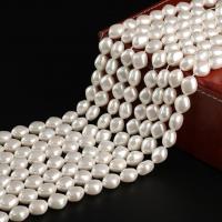 Muschelkern Perle, DIY, keine, 13x15mm, Länge:ca. 15.75 ZollInch, verkauft von Strang