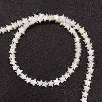 Natural Freshwater Shell Beads, DIY  white Approx 14.96 Inch 