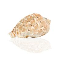 Shell Decoration, Natural & fashion jewelry & for woman, 4.5-5.5*5.5-7*8-10cm 