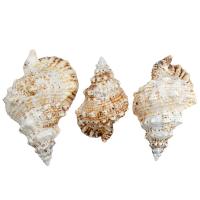 Shell Decoration, Natural & fashion jewelry & for woman 