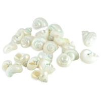 Shell Decoration, Natural & fashion jewelry & for woman, 2-4cm 