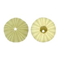 Shell Decoration, Natural & fashion jewelry, green, 4-6cm 