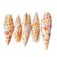 Muschel-Dekoration, Muschel, Natürliche & Modeschmuck & verschiedene Größen vorhanden, verkauft von PC