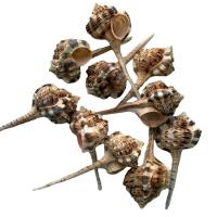 Muschel-Dekoration, Muschel, Natürliche & Modeschmuck, 8-10cm, verkauft von PC