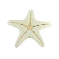Decoración de Nácar, Estrella de mar, Joyería & diverso tamaño para la opción, color original, Vendido por UD