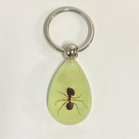 Resin Key Chain, with 304 Stainless Steel & epoxy gel, 45mmu00d731mmu00d715mm, Approx 