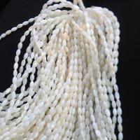 Natural White Shell Beads, DIY Approx 37 cm 