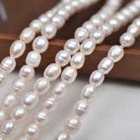 Rice Cultured Freshwater Pearl Beads, DIY, white, 7mm Approx 2mm Approx 37 cm 