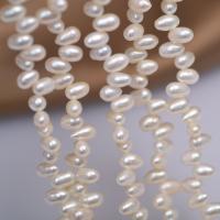 Rice Cultured Freshwater Pearl Beads, DIY, white, 5mm Approx 40 cm 