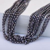 Rice Cultured Freshwater Pearl Beads, for woman, black, 4mm Approx 38 cm 