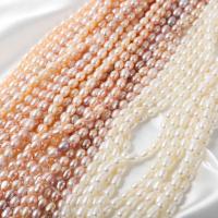 Rice Cultured Freshwater Pearl Beads, DIY 5-6mm Approx 37 cm 