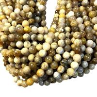 Single Gemstone Beads, Fossil Coral, Round, polished, DIY, 8mm Approx 38 cm 