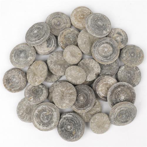 Fossil Coral Minerals Specimen, Nuggets, grey, The diameter is about 30-40mm 