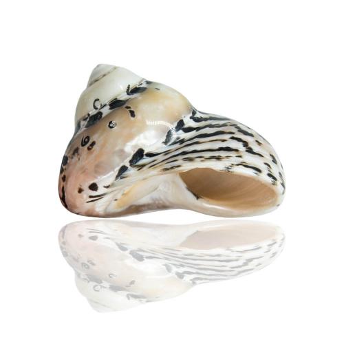 Shell Decoration, Trumpet Shell, Conch, handmade, Corrosion-Resistant, 60-70mm 