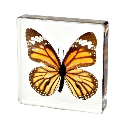 Resin Decoration, Acrylic, with Butterfly & Resin, for home and office [