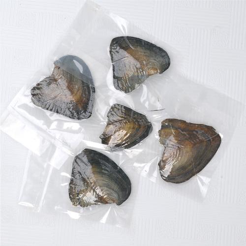 Palourde Wish Pearl Oyster, DIY, The pearl clam is about 4-8cm long, Vendu par PC[