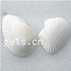 Perles en coquillage trompette, coquille de trompette, coquille, naturel, aucun trou, blanc, 37-40mm, Environ Vendu par kg