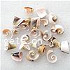 Perles en coquillage trompette, coquille de trompette, hélice, naturel, aucun trou, 11-15mm Environ 1mm, Environ Vendu par kg