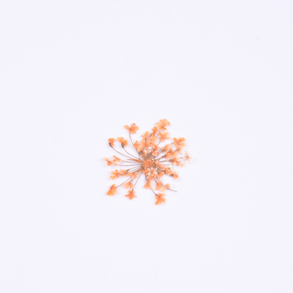 8:Orange (a pack of 100 flowers)