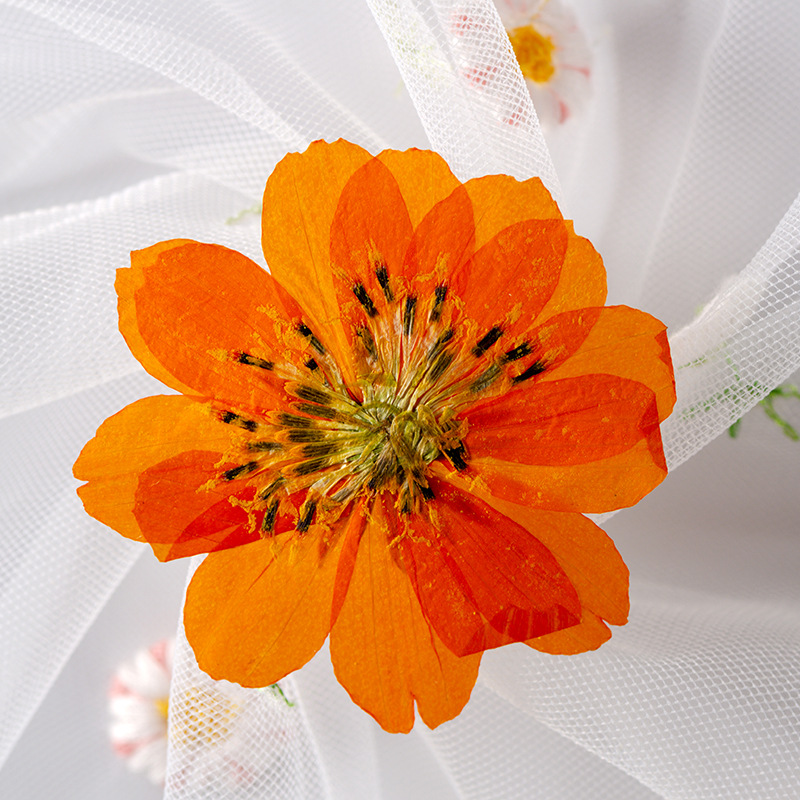 Sulphur flower orange