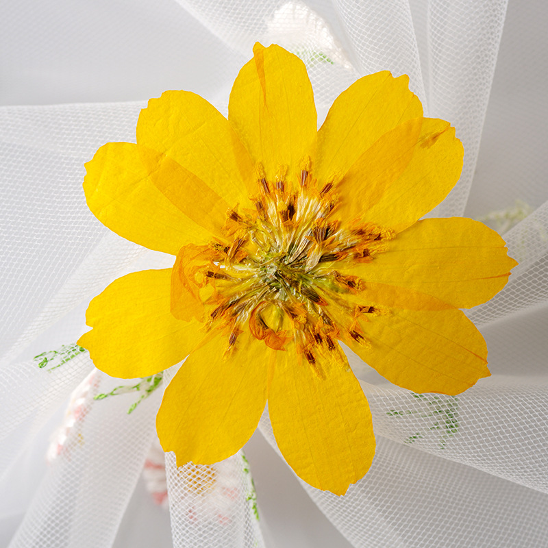 Sulfur chrysanthemum yellow